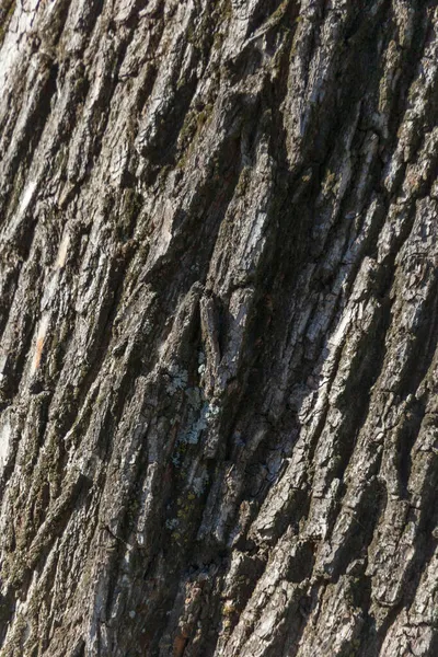 Υφή Του Φλοιού Ενός Παλιού Δέντρου Στο Πάρκο Για Υπόβαθρα — Φωτογραφία Αρχείου