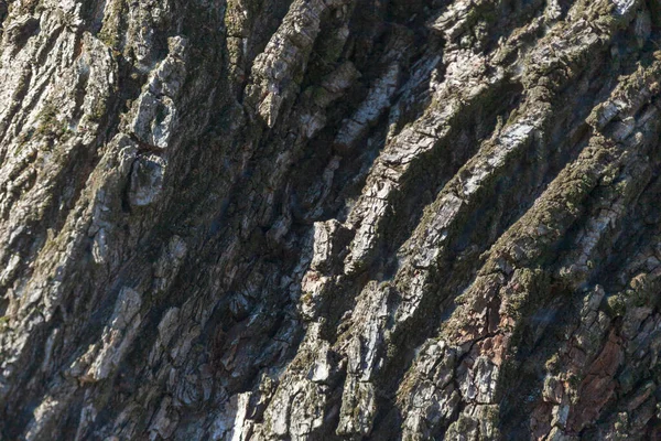 공원에 배경을 나무의 껍질을 조각하는 — 스톡 사진