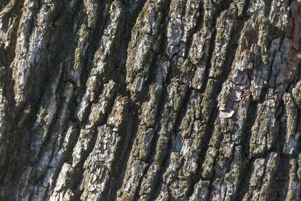 公园里一棵老树树皮的树状结构 — 图库照片