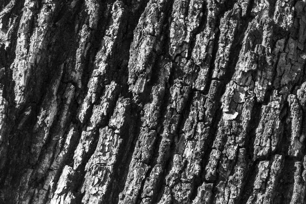 Textura Corteza Árbol Viejo Parque Para Fondos —  Fotos de Stock