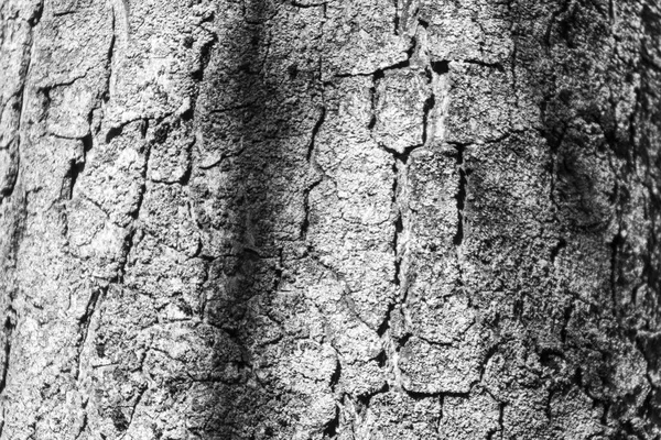 Textura Casca Uma Árvore Velha Parque Para Fundos — Fotografia de Stock