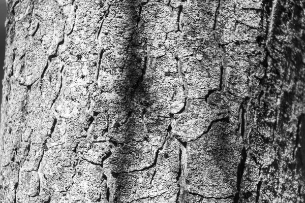 Textura Casca Uma Árvore Velha Parque Para Fundos — Fotografia de Stock