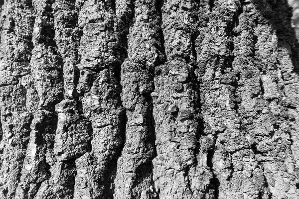 Textura Casca Uma Árvore Velha Parque Para Fundos — Fotografia de Stock