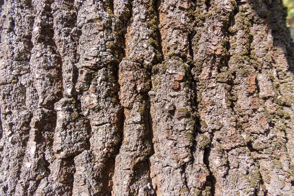 Textur Der Rinde Eines Alten Baumes Park Für Hintergründe — Stockfoto