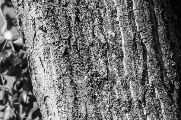 Textura Casca Uma Árvore Velha Parque Para Fundos — Fotografia de Stock