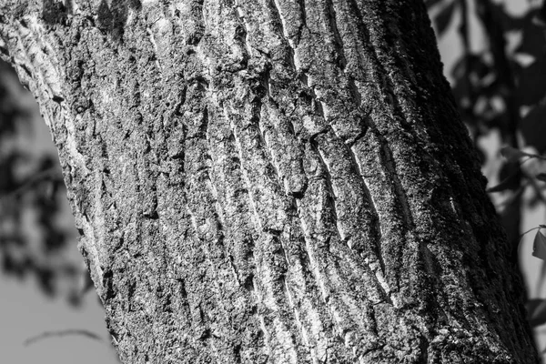 Textura Corteza Árbol Viejo Parque Para Fondos — Foto de Stock