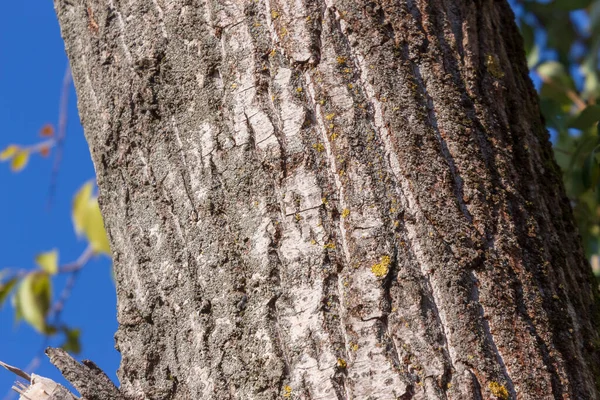 公園内の古い木の樹皮の質感を背景に — ストック写真