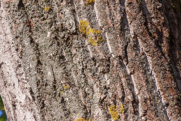 Textuur Van Schors Van Een Oude Boom Het Park Voor — Stockfoto