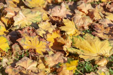 Ekim 'de güzel sonbahar yaprakları