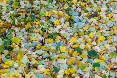 Ekim 'de güzel sonbahar yaprakları