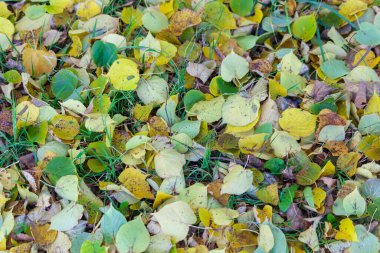 Ekim 'de güzel sonbahar yaprakları