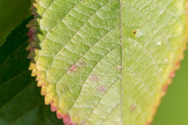 Ekim 'de güzel sonbahar yaprakları