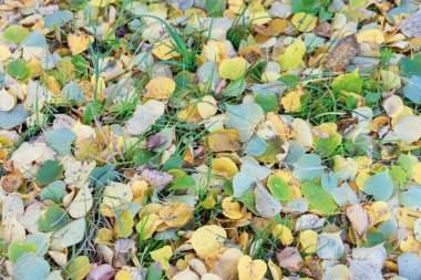 Ekim 'de güzel sonbahar yaprakları