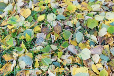 Ekim 'de güzel sonbahar yaprakları