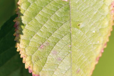 Ekim 'de güzel sonbahar yaprakları
