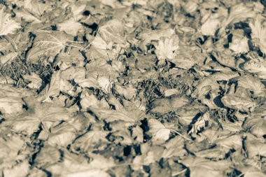 Ekim 'de güzel sonbahar yaprakları