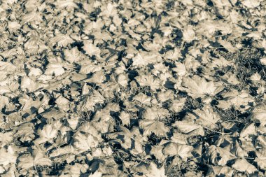 Ekim 'de güzel sonbahar yaprakları