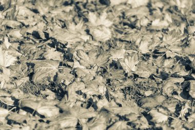 Ekim 'de güzel sonbahar yaprakları