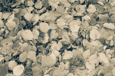 Ekim 'de güzel sonbahar yaprakları