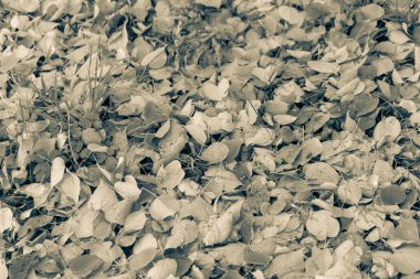 Ekim 'de güzel sonbahar yaprakları