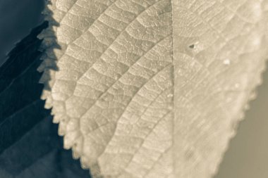 Ekim 'de güzel sonbahar yaprakları