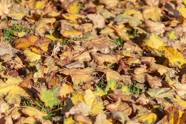 Hermosas Hojas Otoño Árboles Octubre —  Fotos de Stock