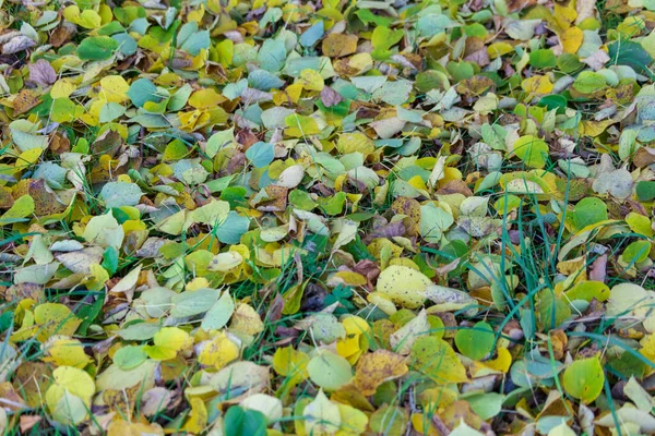 Lindas Folhas Outono Árvores Outubro — Fotografia de Stock