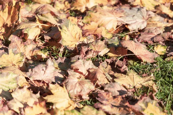 Prachtige Herfstbladeren Van Bomen Oktober — Stockfoto