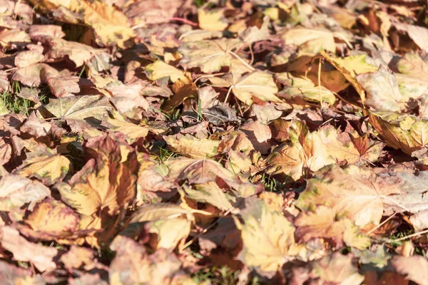 Lindas Folhas Outono Árvores Outubro — Fotografia de Stock