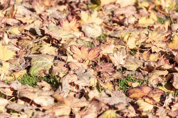 Hermosas Hojas Otoño Árboles Octubre — Foto de Stock