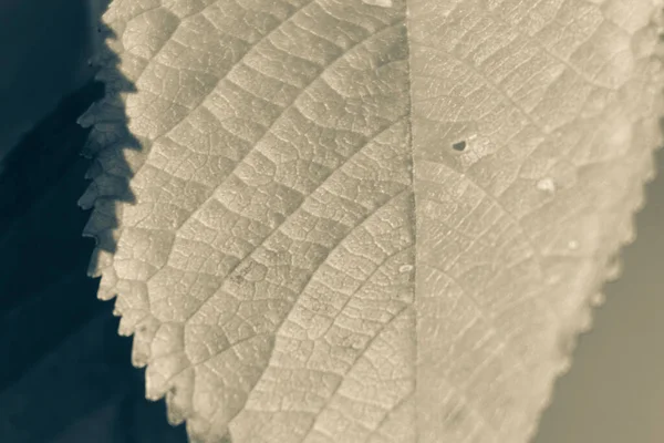 Schöne Herbstblätter Der Bäume Oktober — Stockfoto