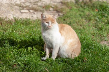 Kedi güneşin altında, evin yanında oturuyor.
