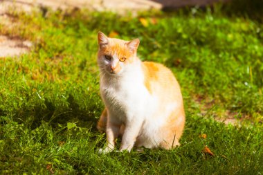 Kedi güneşin altında, evin yanında oturuyor.