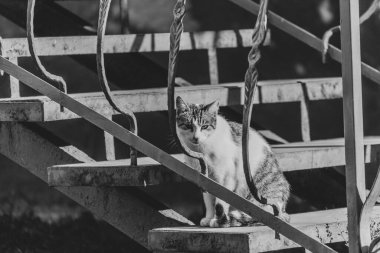 Kedi güneşin altında, evin yanında oturuyor.