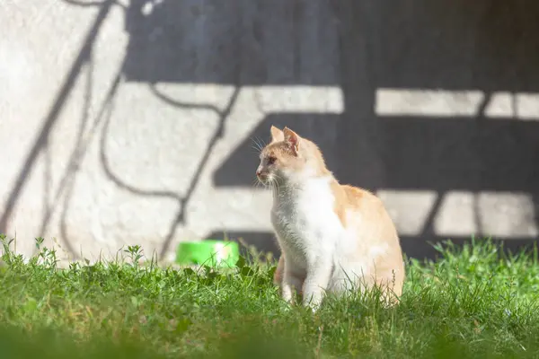 Pisica Stând Lângă Casă Soare — Fotografie, imagine de stoc