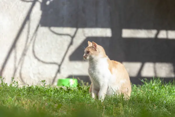 猫は太陽の下で家の近くに座って — ストック写真