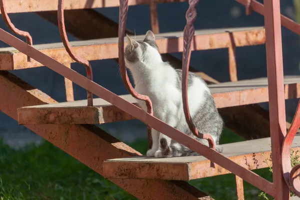 Gato Sentado Perto Casa Sol — Fotografia de Stock