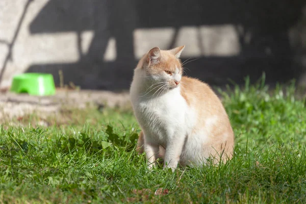 Kedi Güneşin Altında Evin Yanında Oturuyor — Stok fotoğraf