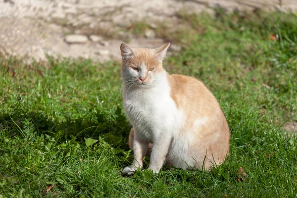 Kot Siedzi Pobliżu Domu Słońcu — Zdjęcie stockowe