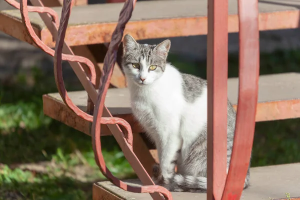 Katt Sittande Nära Huset Solen — Stockfoto