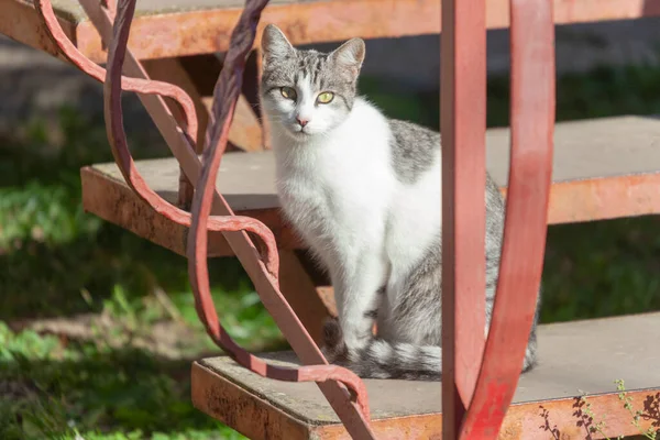 Katt Sittande Nära Huset Solen — Stockfoto