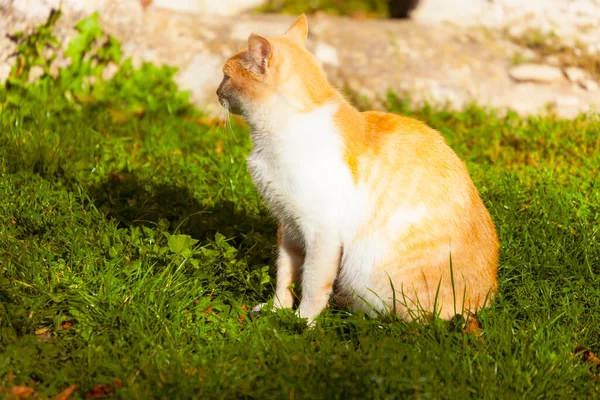 猫は太陽の下で家の近くに座って — ストック写真