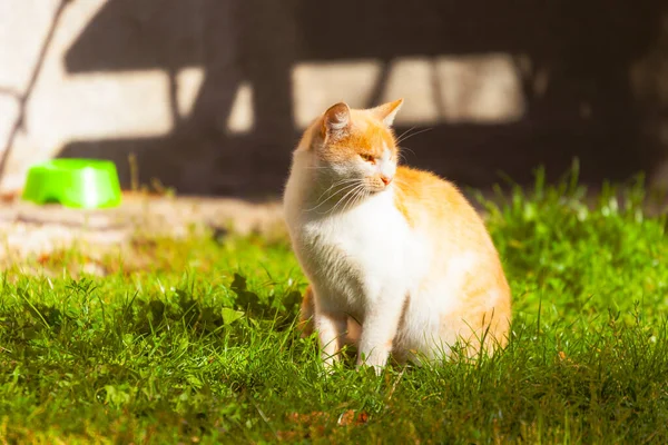 猫は太陽の下で家の近くに座って — ストック写真