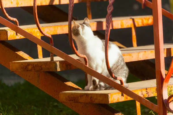 Katze Sitzt Neben Dem Haus Der Sonne — Stockfoto