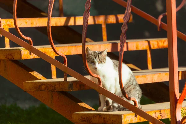 Кіт Сидить Біля Будинку Сонці — стокове фото