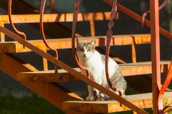 猫は太陽の下で家の近くに座って — ストック写真