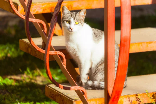 Kedi Güneşin Altında Evin Yanında Oturuyor — Stok fotoğraf