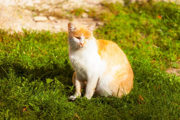 Kedi Güneşin Altında Evin Yanında Oturuyor — Stok fotoğraf