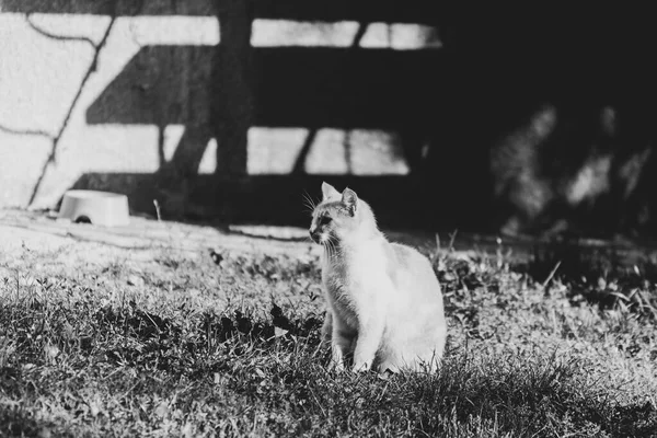 猫坐在房子旁边晒太阳 — 图库照片
