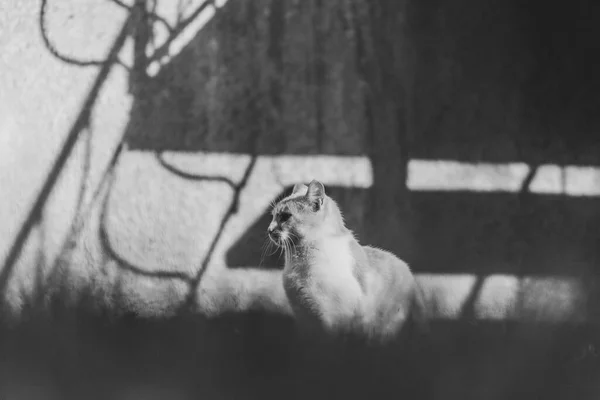 Кота Сидящего Возле Дома Солнце — стоковое фото